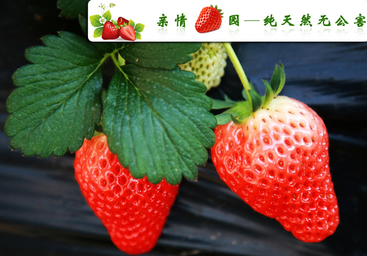 奶油,巧克力,玫瑰味草莓