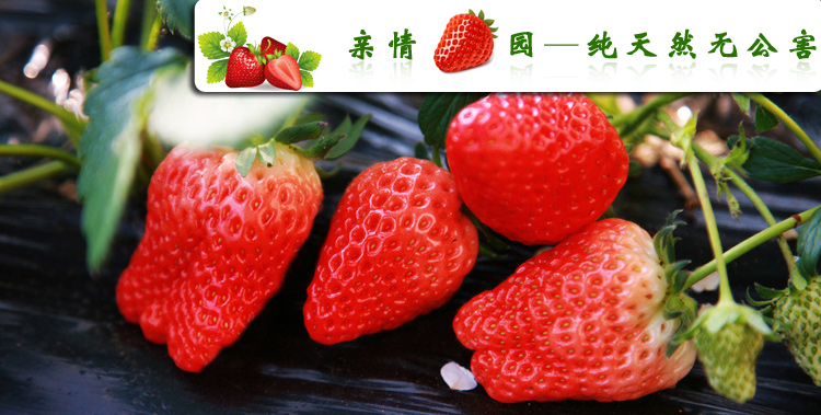 奶油,巧克力,玫瑰味草莓